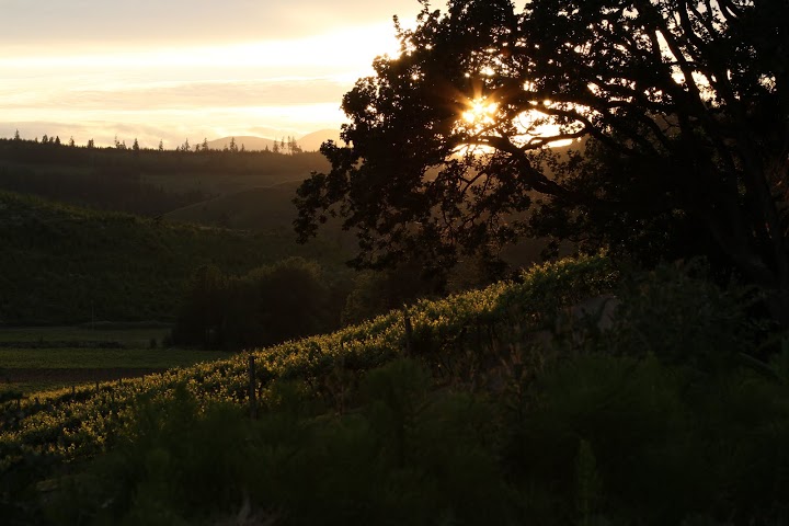 Oregon vineyard